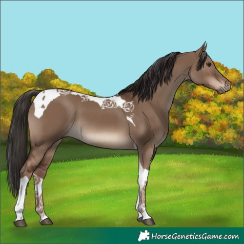 Horse Color:Liver Red Dun Tobiano 