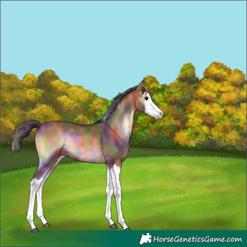 Horse Color:Nacre Bay Onyx Splash Rabicano 