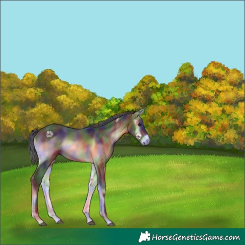 Horse Color:Nacre Brown Onyx