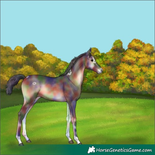 Horse Color:Nacre Bay Onyx 