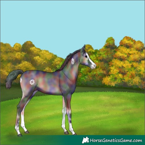Horse Color:Nacre Blue Onyx Splash