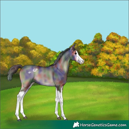 Horse Color:Nacre Blue Onyx Splash 