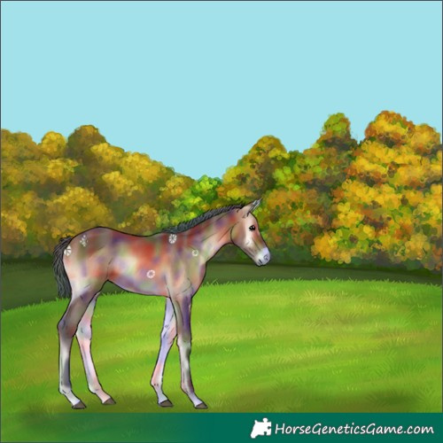 Horse Color:Nacre Bay Onyx Rabicano 