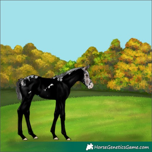 Horse Color:White Spotted Brown Appaloosa 
