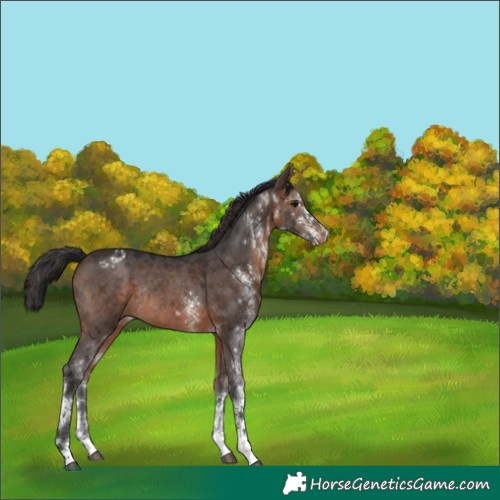 Horse Color:White Spotted Brown Appaloosa Rabicano 