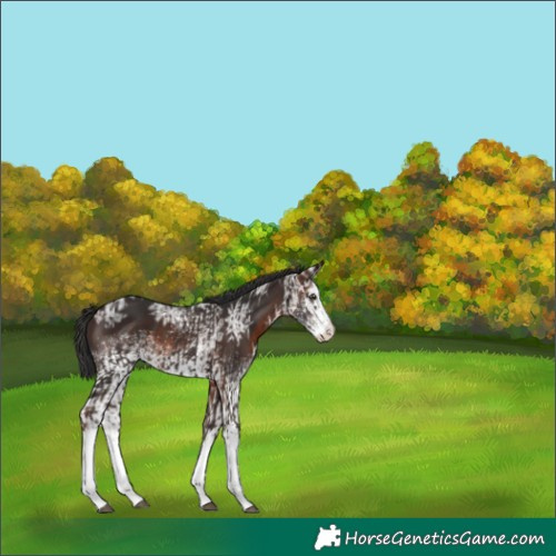 Horse Color:White Spotted Liver Chestnut  and White Spotted Brown Ice 