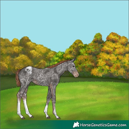 Horse Color:White Spotted Liver Chestnut Ice Appaloosa