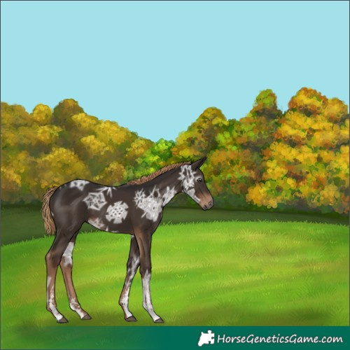 Horse Color:Gray Liver Chestnut Ice Sabino
