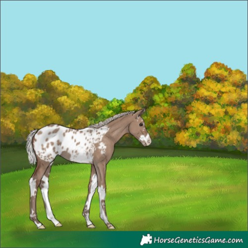 Horse Color:Silver Grullo Splash Appaloosa