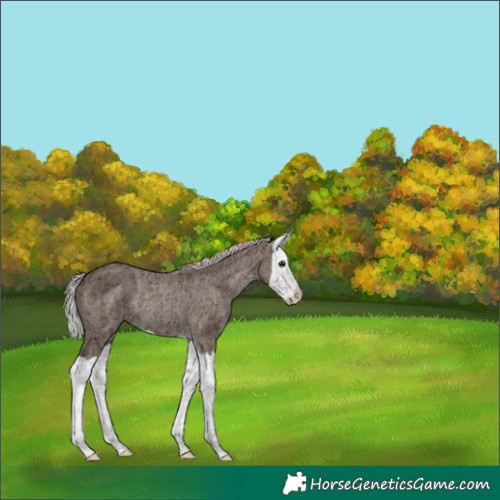 Horse Color:Silver Black Ice Splash