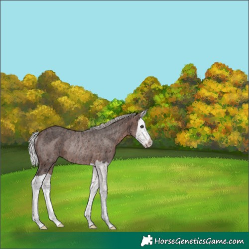 Horse Color:Silver Brown Ice Splash Rabicano