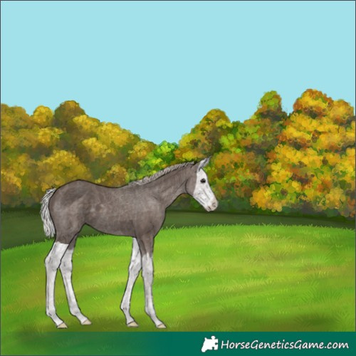 Horse Color:Silver Black Splash