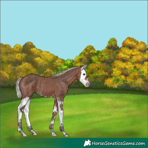 Horse Color:Silver Bay Ice Splash