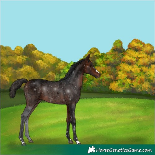 Horse Color:Bay Ice