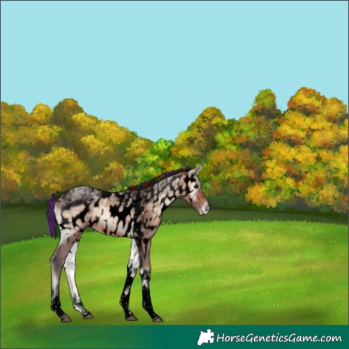 Horse Color:Void Painted Bay Ice Onyx Tobiano Appaloosa 