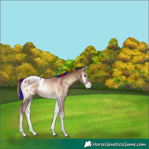Horse Color:Painted Red Onyx Ice Tobiano Appaloosa 