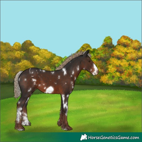 Horse Color:White Spotted Liver Chestnut Frame Varnish