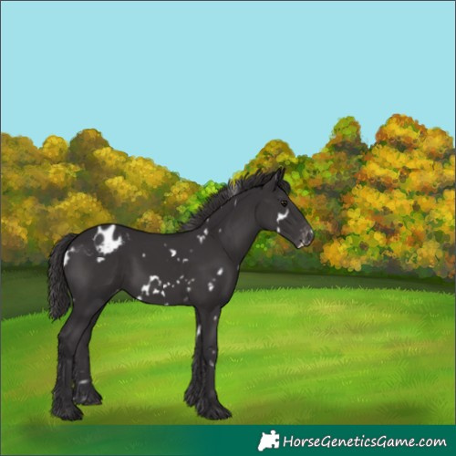 Horse Color:White Spotted Smoky Black Frame Appaloosa 