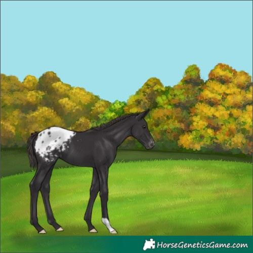 Horse Color:Smoky Black Appaloosa 