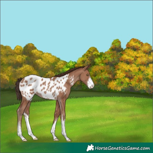 Horse Color:White Spotted Classic Champagne Appaloosa Rabicano 