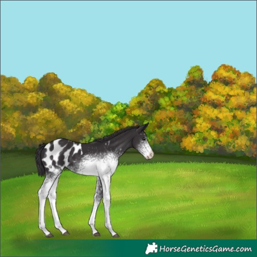 Horse Color:White Spotted Smoky Black Blanket 