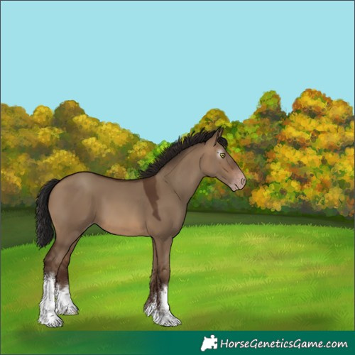 Horse Color:Gray White Spotted Sable Champagne Dun Appaloosa 