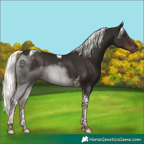 Horse Color:Liver Chestnut Mushroom Tobiano 