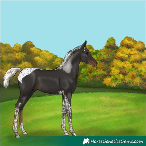Horse Color:Liver Chestnut Mushroom Tobiano 
