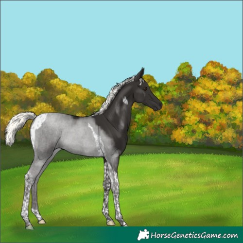 Horse Color:Liver Chestnut Mushroom Tobiano 