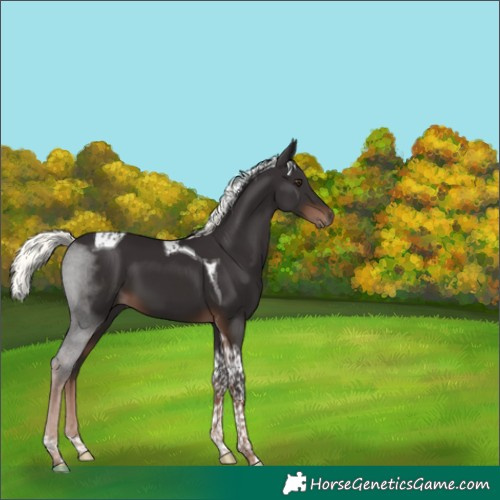 Horse Color:Liver Chestnut Mushroom Tobiano 