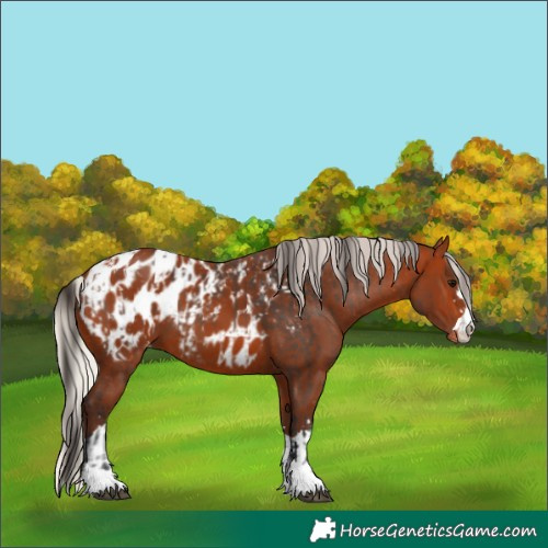 Horse Color:Bay Appaloosa  and Silver Bay Appaloosa 
