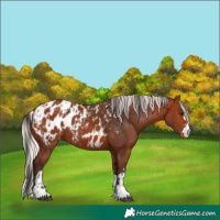 Horse Color:Bay Appaloosa  and Silver Bay Appaloosa 