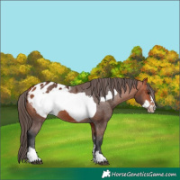 Horse Color:Bay Appaloosa and Bay Frame Appaloosa