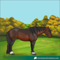 Horse Color:Bay Tobiano