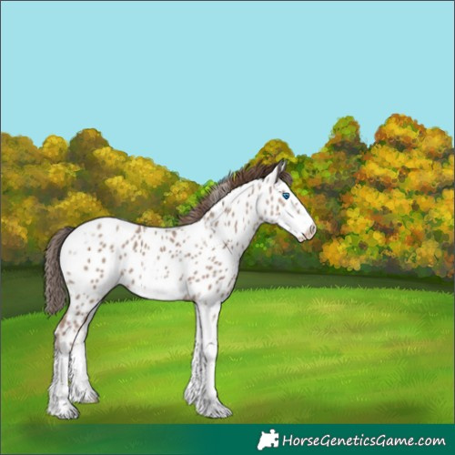 Horse Color:White Spotted Classic Champagne Splash Tobiano Frame Near Leopard 