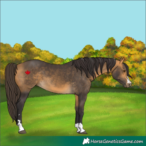 Horse Color:Buckskin 