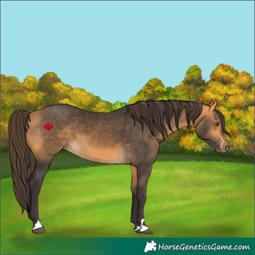 Horse Color:Buckskin 