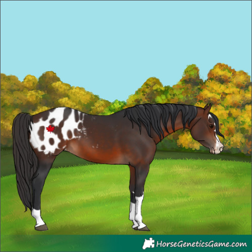 Horse Color:Brown Blanket 