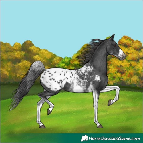 Horse Color:Unknown 