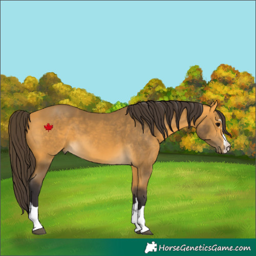 Horse Color:Buckskin 