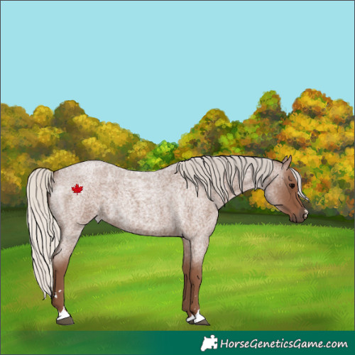 Horse Color:Silver Blue Roan
