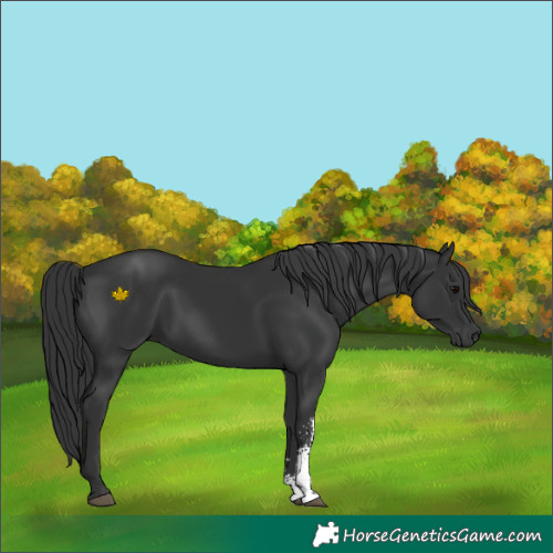 Horse Color:Black Sabino 
