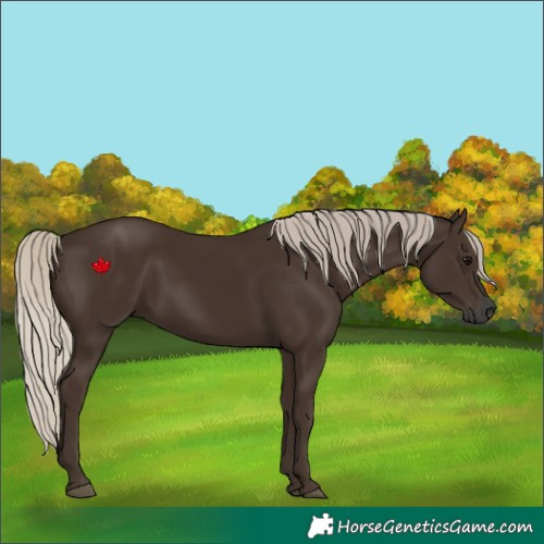 Horse Color:Gray Silver Black