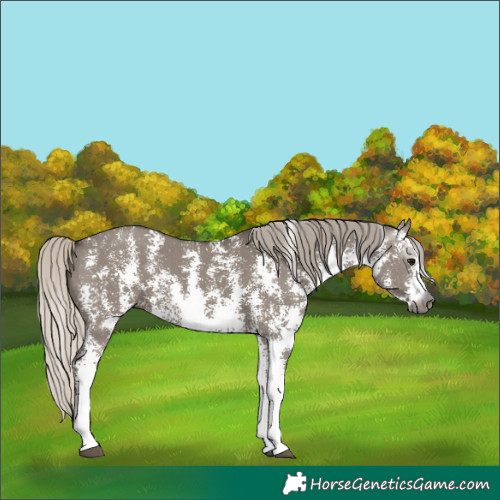 Horse Color:Gray Silver Grullo Sabino 