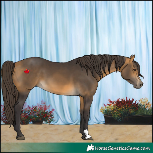 Horse Color:Buckskin 