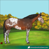 Horse Color:Bay Appaloosa and Bay Splash Appaloosa