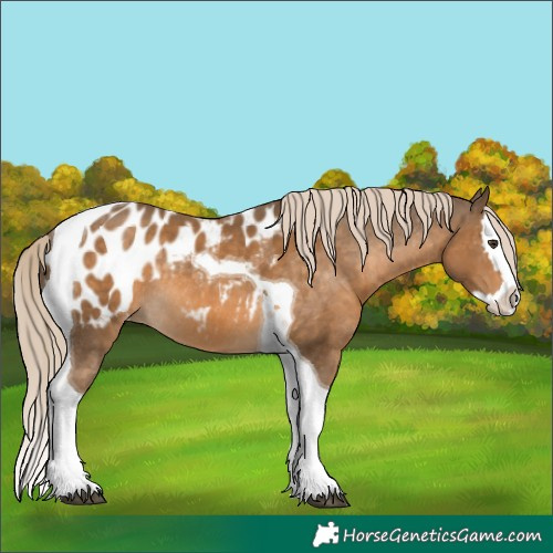 Horse Color:Chocolate Palomino Splash Tobiano Blanket Rabicano