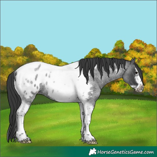 Horse Color:Blue Roan Splash Tobiano Frame Appaloosa Rabicano 
