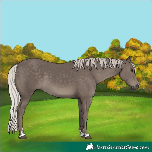 Horse Color:Silver Black