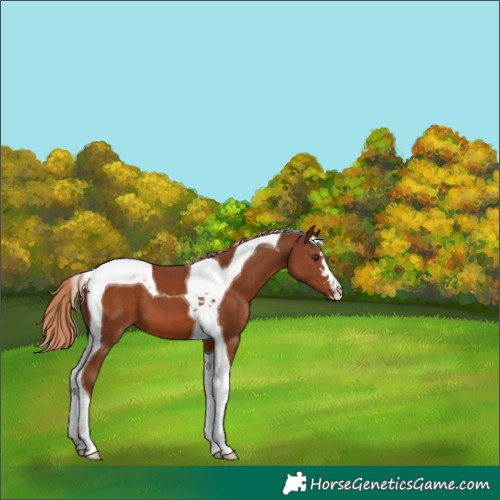 Horse Color:Chestnut Tobiano 